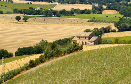 Summer landscape in Marches  Italy  near Ostra