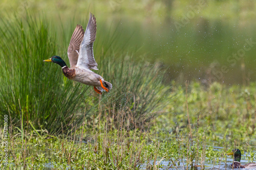 male mallard duck (anas platyrhynchos) take off spread wings