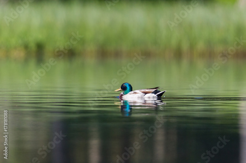 colorful male mallard duck (anas platyrhynchos) in deep green water