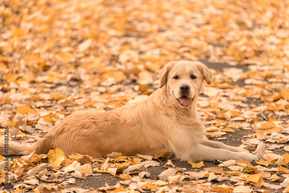 Golden Retriever dog relaxing in autumn park Golden Retriever dog relaxing in autumn park
