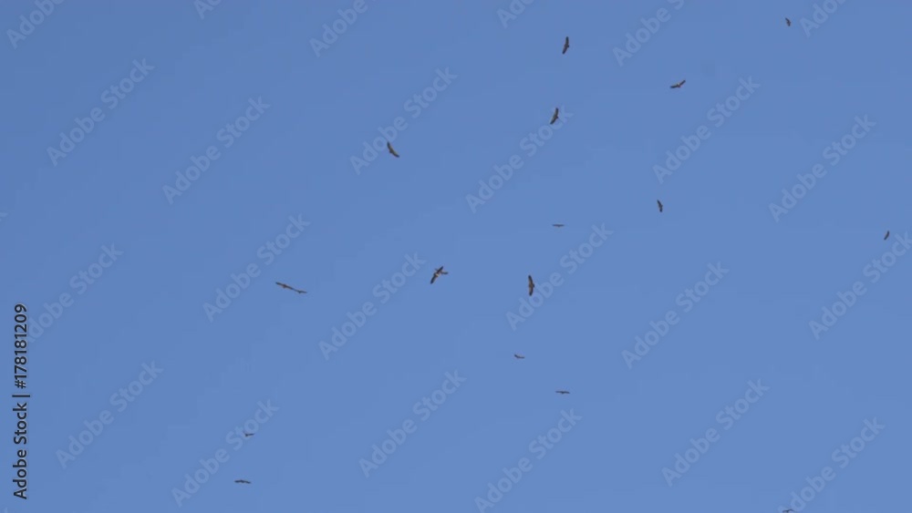 A flock of soaring desert eagles A flock of soaring desert eagles