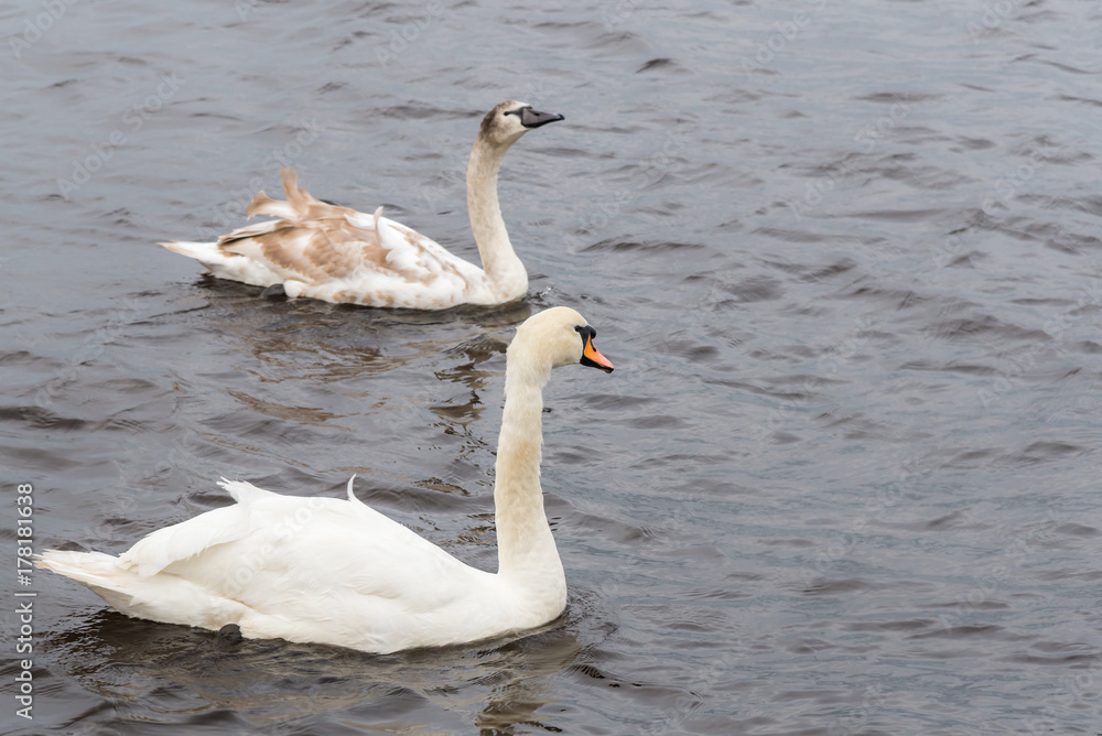 Fototapeta premium Two Beautiful White Swans