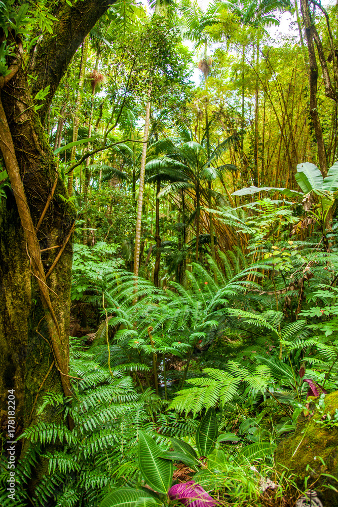Fototapeta premium Jungle Foliage