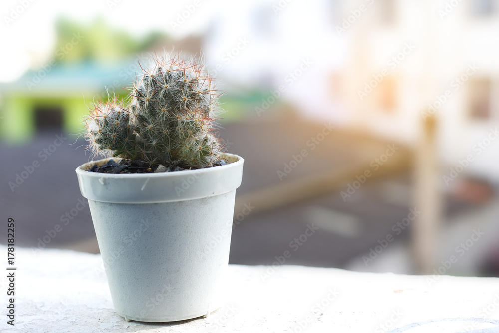 Cactus in a pot with soft light Cactus in a pot with soft light