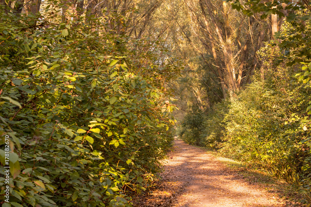 fairy pathway in the autumn forest fairy pathway in the autumn forest