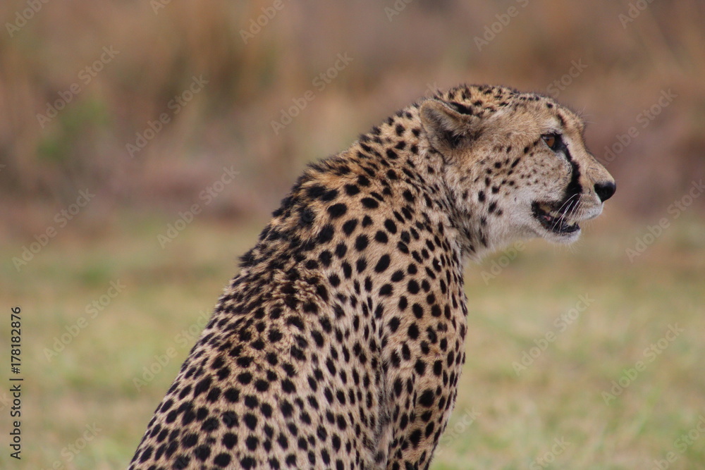 Wild Life in Africa Wild Life in Africa