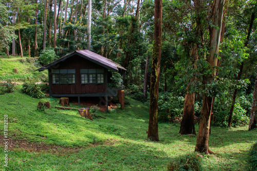 House in the forest  Holiday apartment - wooden cottage in rain forest.