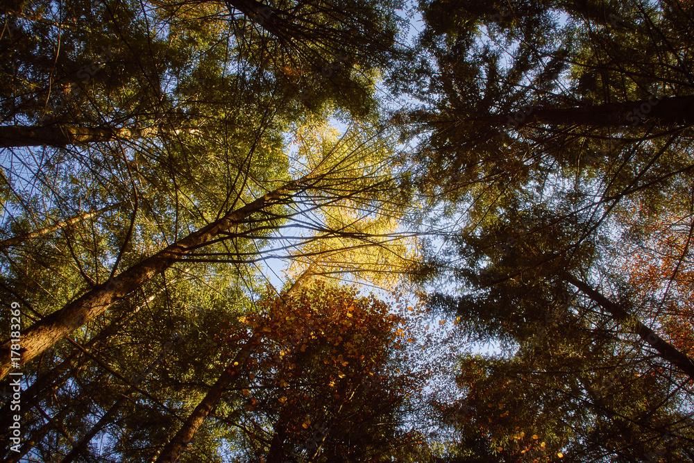 Obraz premium Wald im Herbst