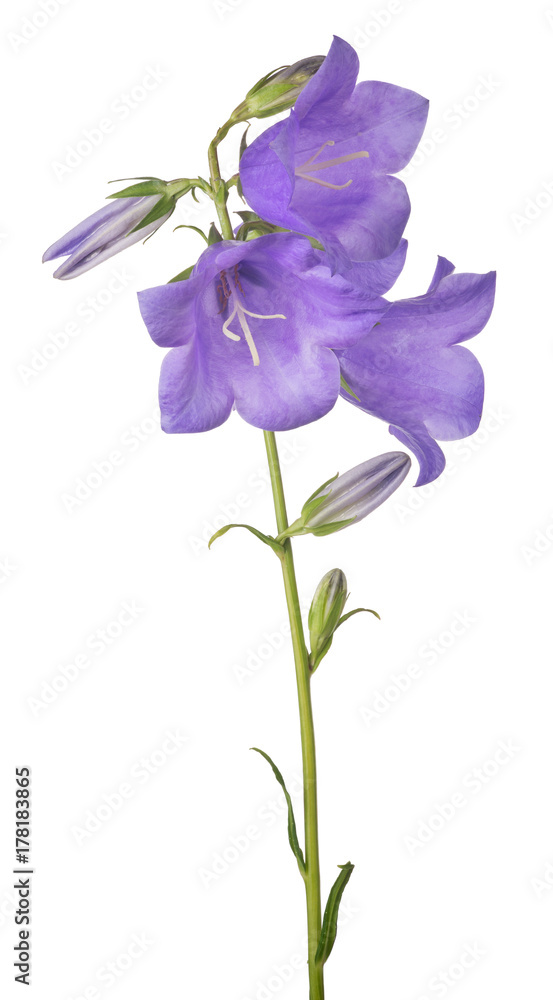 three bellflower violet large blooms on stem three bellflower violet large blooms on stem