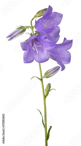 three bellflower violet large blooms on stem