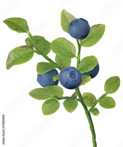 blueberry four dark berries small branch