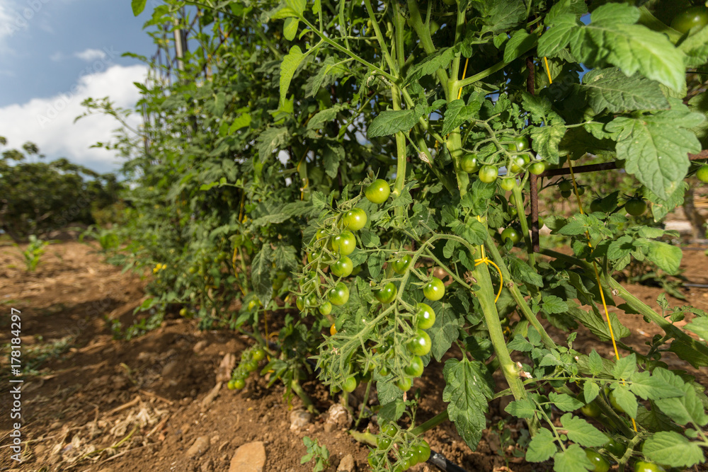Unripe cherry tomatoes. Tomato plant growing in a vegetable garden and blue sky in the background Unripe cherry tomatoes. Tomato plant growing in a vegetable garden and blue sky in the background