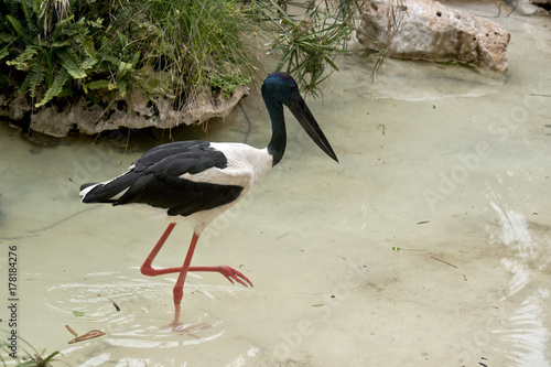 black-necked stork