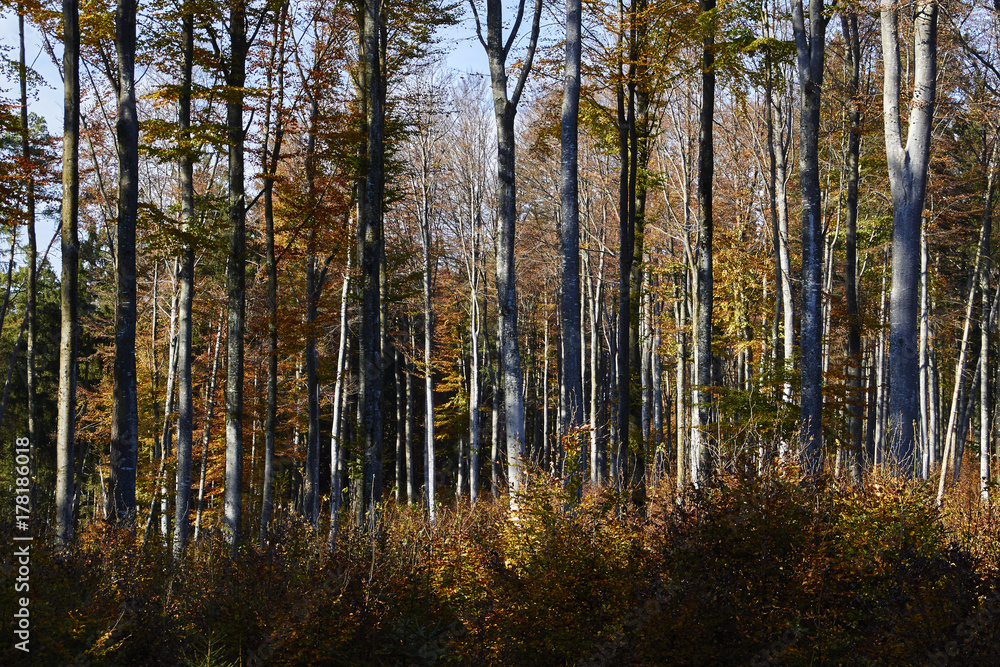 Wald im Herbst