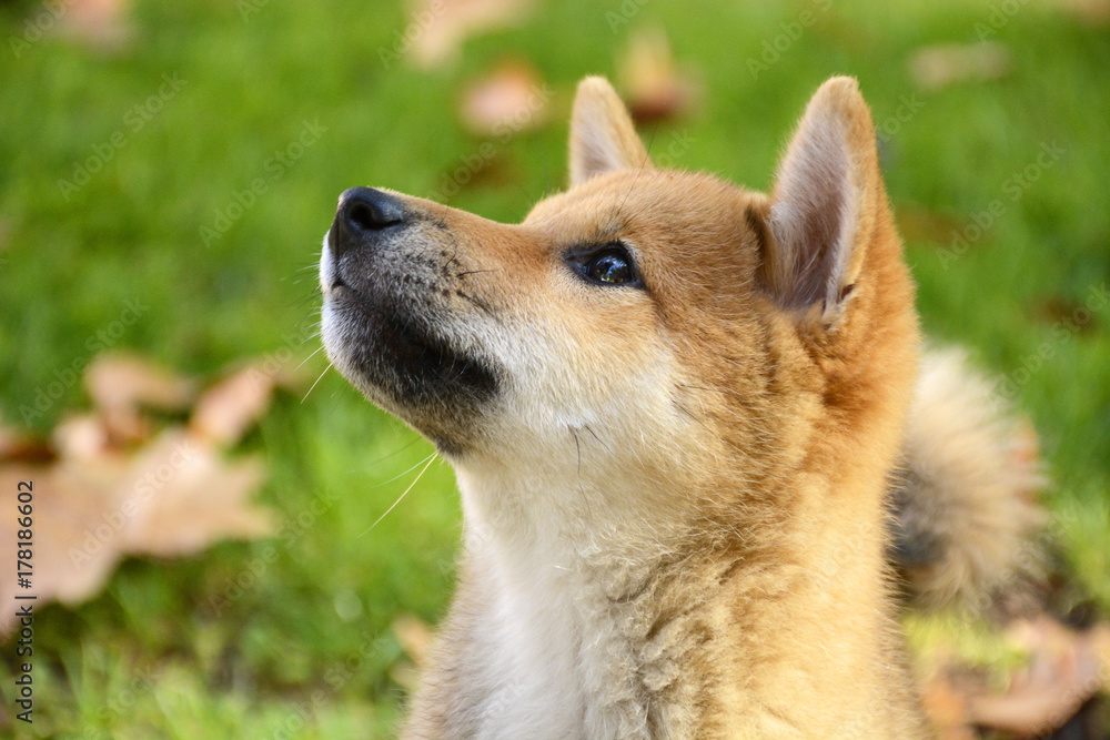 Perro raza Shiba Akita inu Perro raza Shiba Akita inu