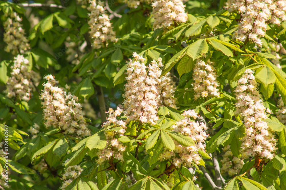 Beautiful white chestnut flowers on a background of bright green leaves Beautiful white chestnut flowers on a background of bright green leaves