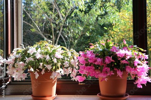 White and pink blooming schlumbergera truncata 