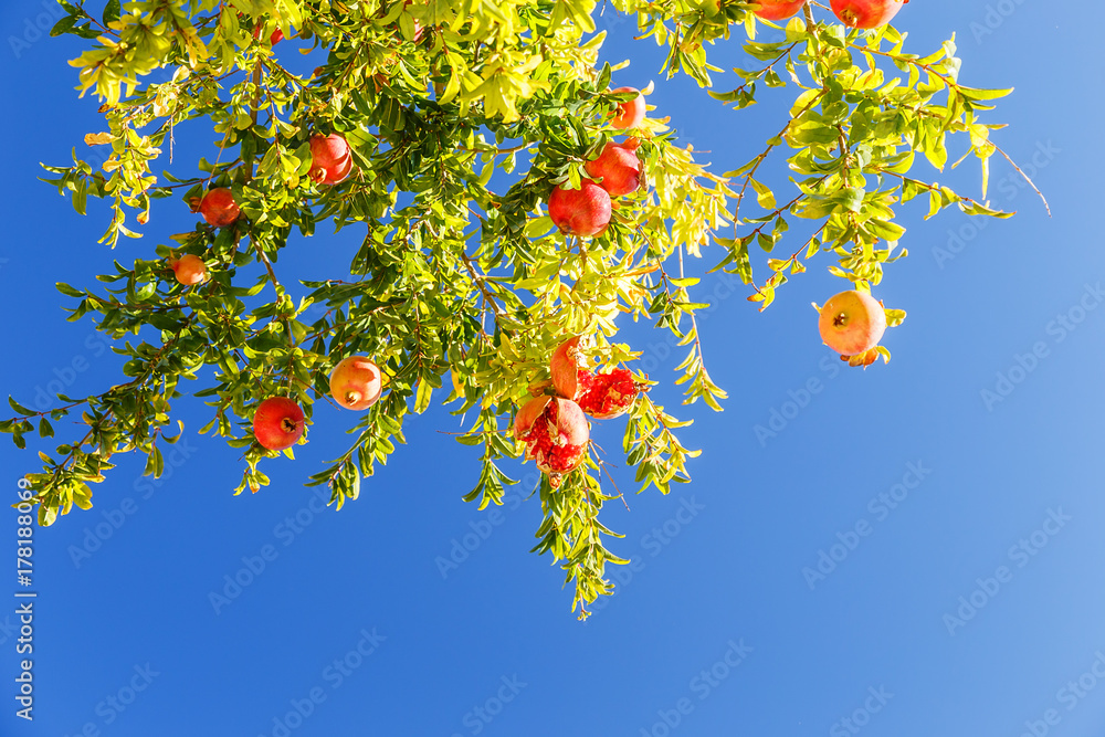 Grenades on the branches of a tree, ripe, red, against a blue sky. Grenades on the branches of a tree, ripe, red, against a blue sky.