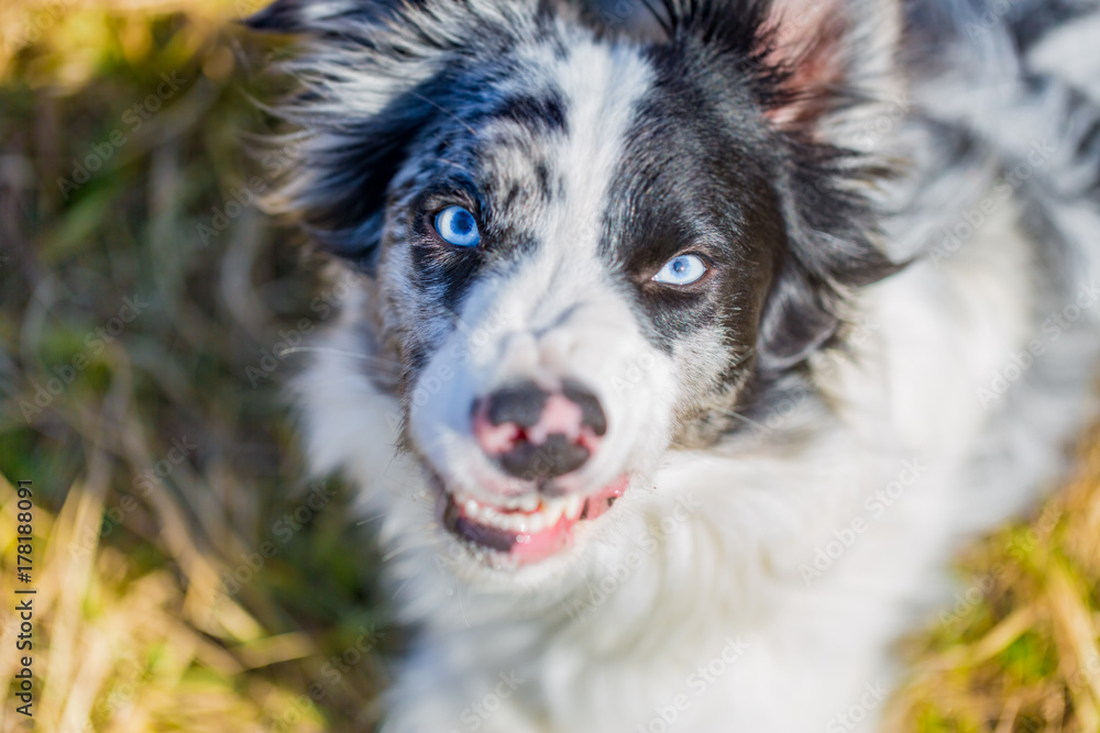 Foto Stock Border Collie, blue merle dog playing outdoors | Adobe Stock
