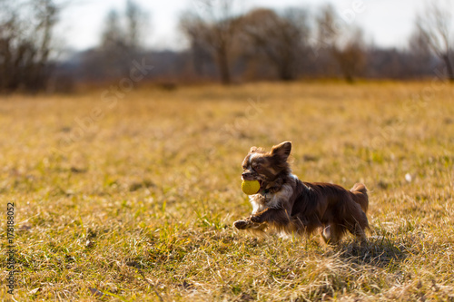 Fototapeta Naklejka Na Ścianę i Meble -  Chihuahua dog playing outside