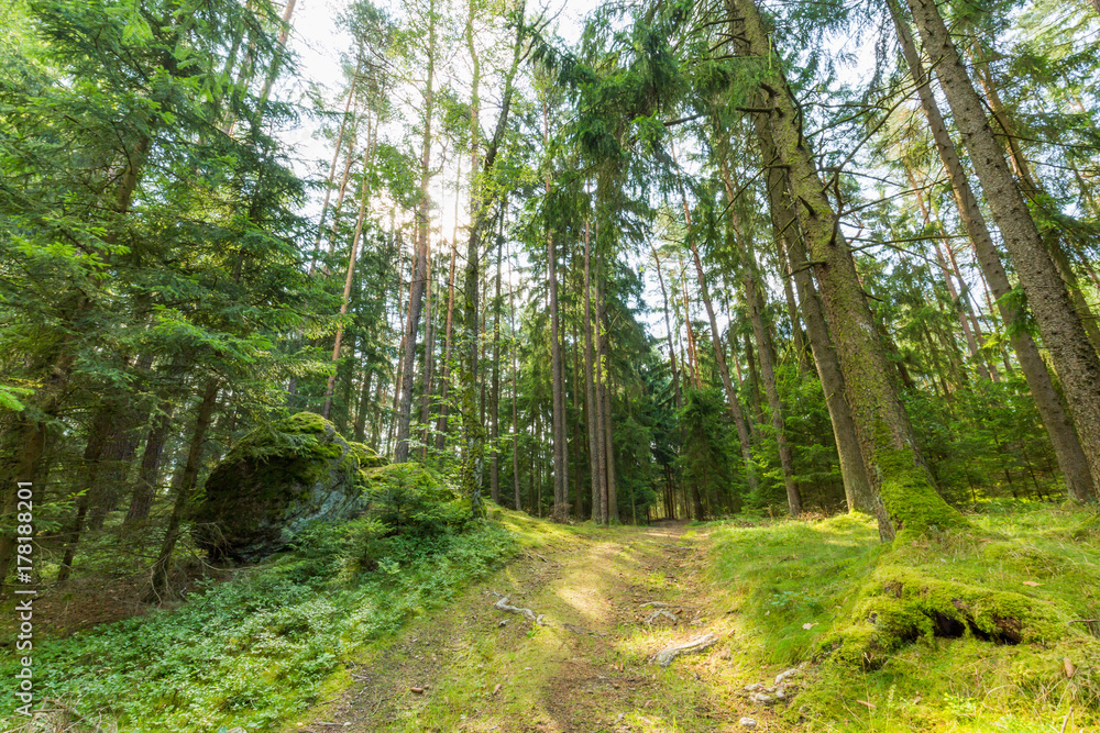 Obraz premium Tranquil nature landscape. Green forest with sunlight and relaxing mood