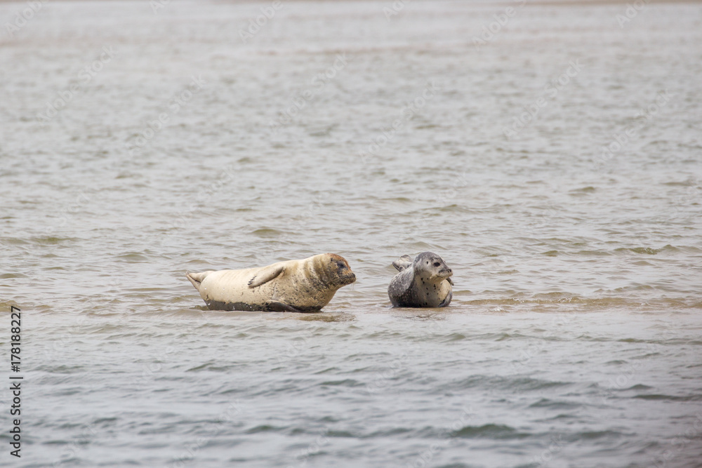 Fototapeta premium Seehunde (Phoca vitulina) im Watt bei der nordfriesischen Nordseeinsel Juist in Deutschland, Europa.