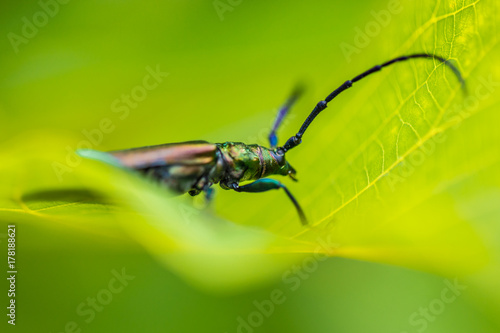 Amazing nature background with green leaves and colorful insect