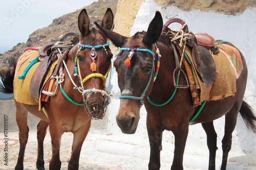 Couple of traditional donkeys with colorful saddle in Santorini