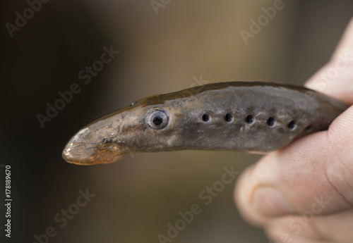 Quadro su tela Lamprey (Petromyzontiformes) in the hand