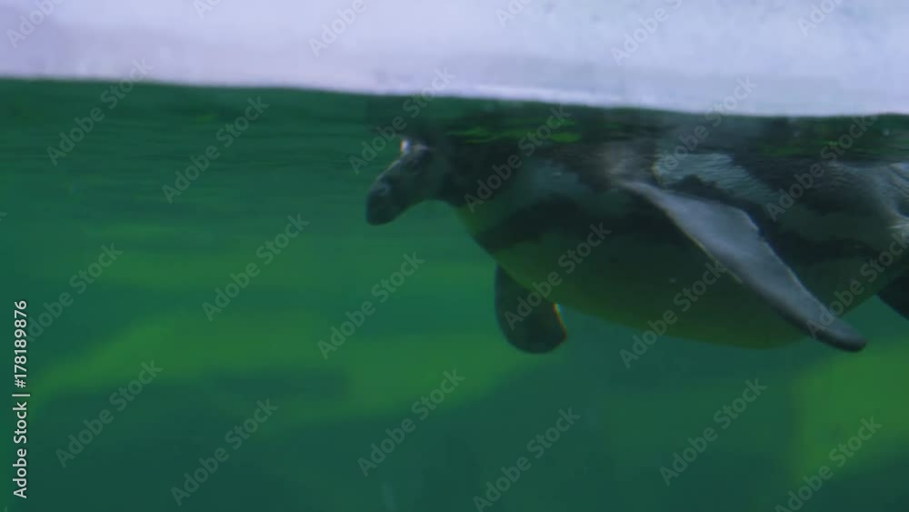 Penguin swimming at the zoo as seen through aquarium glass. No people. Penguin swimming at the zoo as seen through aquarium glass. No people.