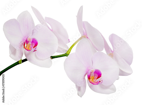 Fototapeta Naklejka Na Ścianę i Meble -  isolated branch with five light pink orchid blooms