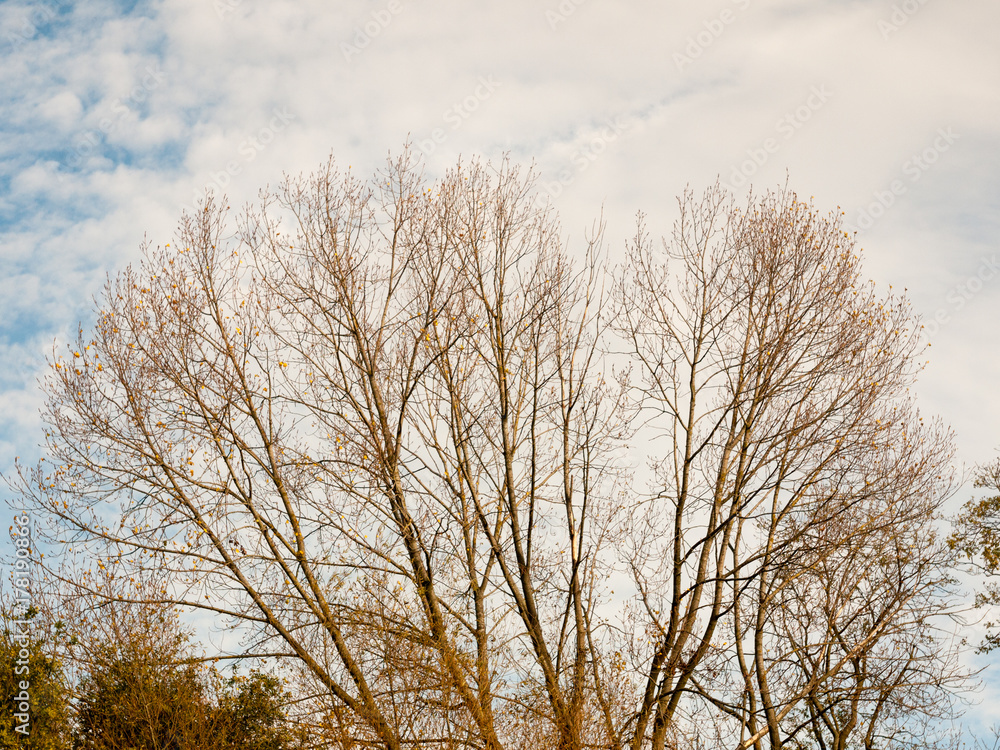 beautiful bare autumn branches in cloudy sky background beautiful bare autumn branches in cloudy sky background