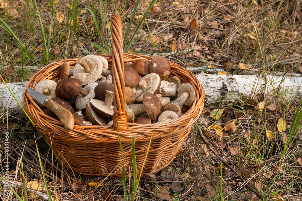 Brown cap boletus in the wicker basket on natural background.. Brown cap boletus in the wicker basket on natural background..