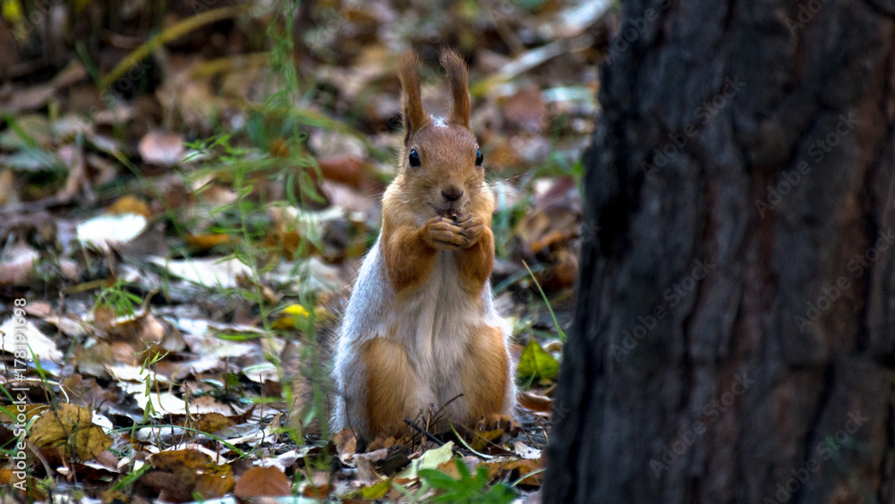 A red squirrel sitting on the ground, eating nuts in the autumn park, green grass, yellow leaves A red squirrel sitting on the ground, eating nuts in the autumn park, green grass, yellow leaves
