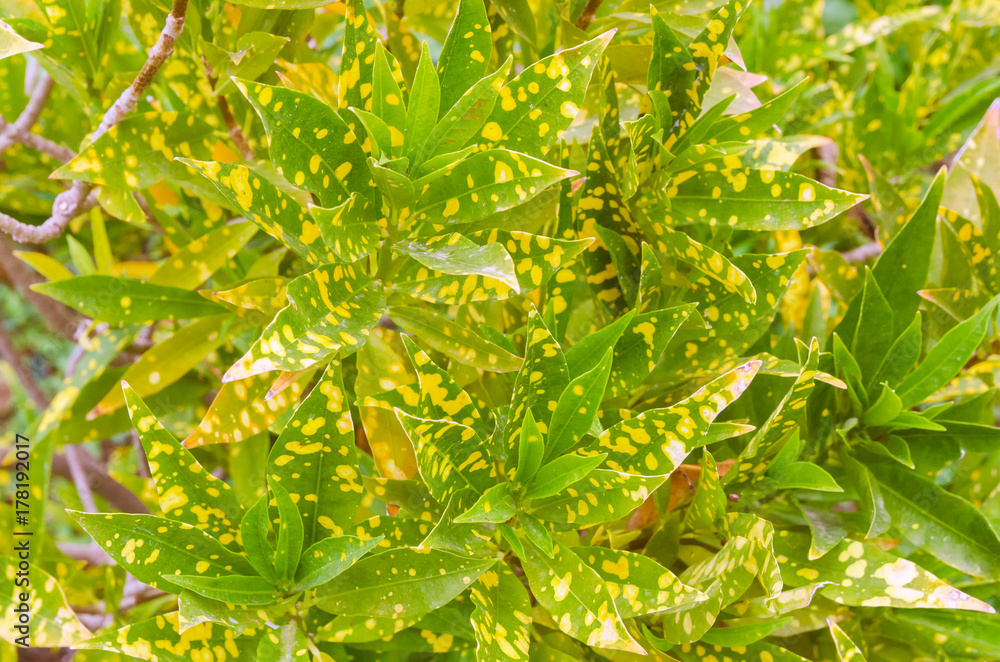 Close up of bright green yellow leaves for texture or background. Abstract nature plant image. Soft focus Close up of bright green yellow leaves for texture or background. Abstract nature plant image. Soft focus