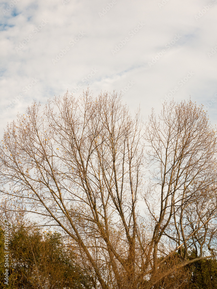 beautiful bare autumn branches in cloudy sky background beautiful bare autumn branches in cloudy sky background