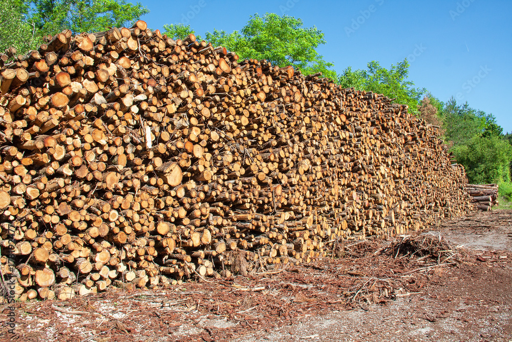 Troncs d'arbres en tas empilés