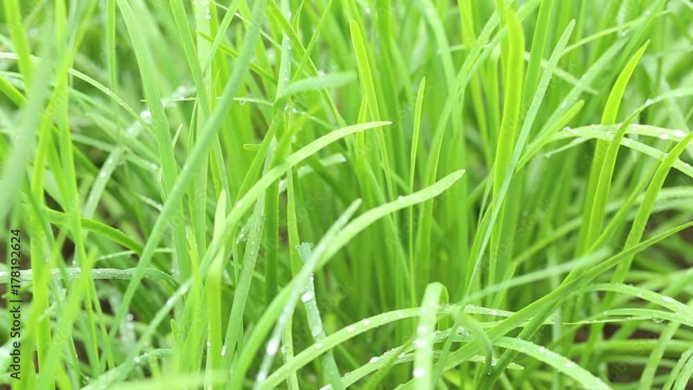 Closeup of fresh chives leaves. Agriculture. Closeup of fresh chives leaves. Agriculture.