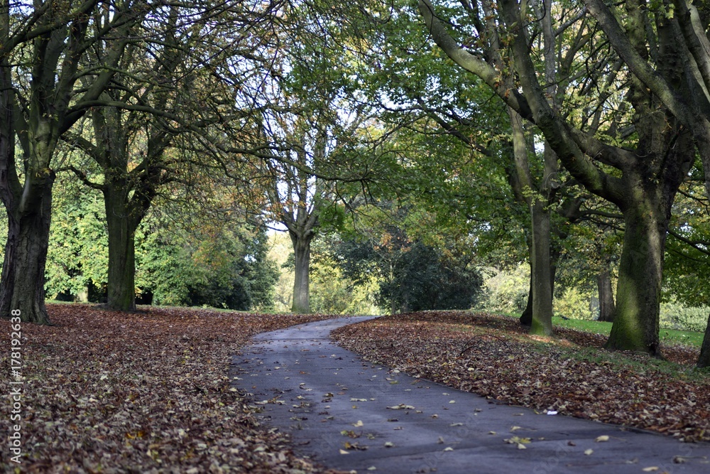 Fototapeta premium Park in the autumn