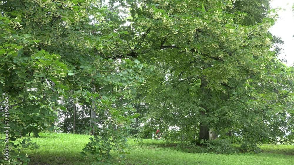 large linden tree in park and cyclist rides behind tree. 4K large linden tree in park and cyclist rides behind tree. 4K