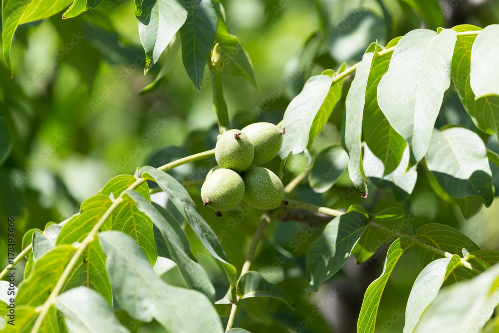 Walnuts on the tree in nature Walnuts on the tree in nature