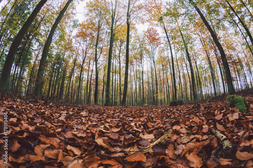 Obraz na płótnie Autumn w salonie