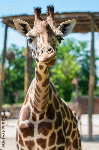 giraffe © Mariana