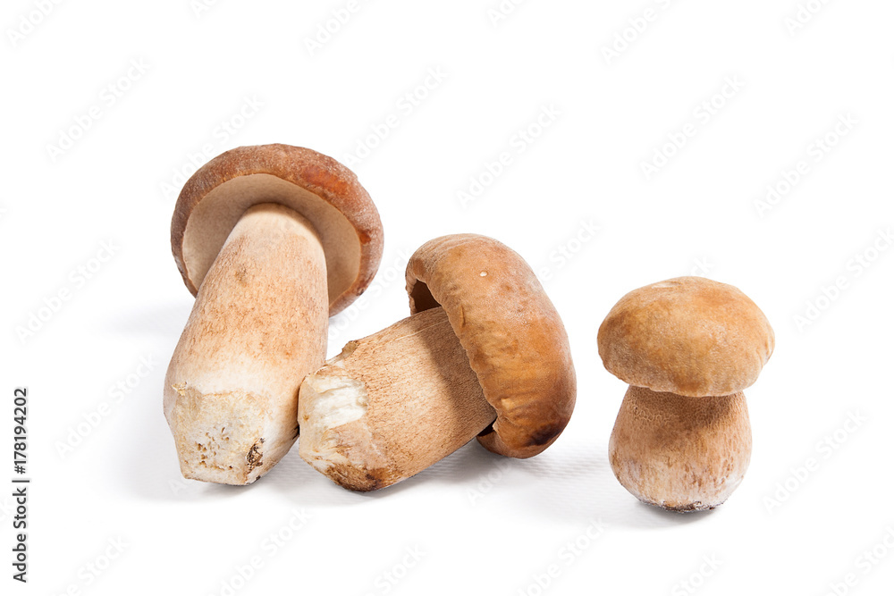 Several porcini mushrooms known as boletus edulis isolated on white background. Several porcini mushrooms known as boletus edulis isolated on white background.