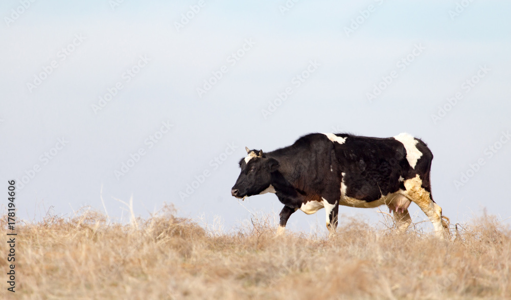 Cow on the pasture in the field Cow on the pasture in the field