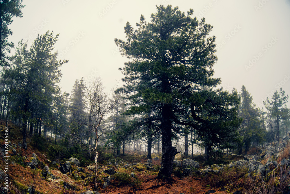 Fototapeta premium forest in fog