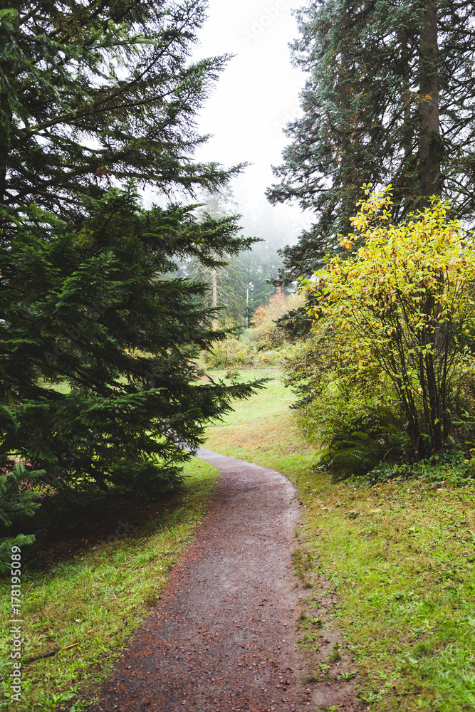 Foggy Forest Walking Path