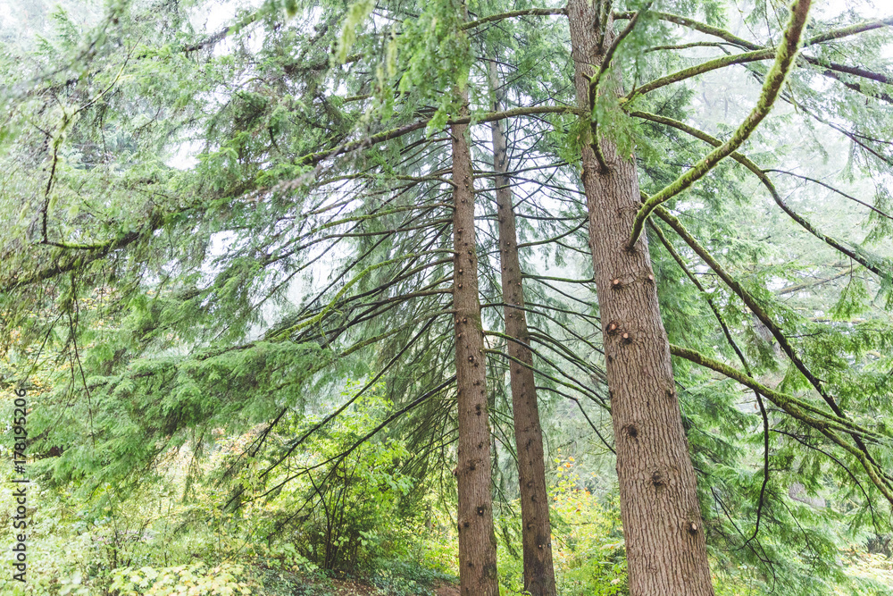 Fototapeta premium Mossy Trees in Wet and Foggy Forest