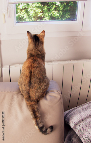 le chat curieux regarde par la fenêtre 
