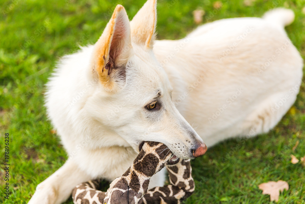 White Dog on Green Grass White Dog on Green Grass